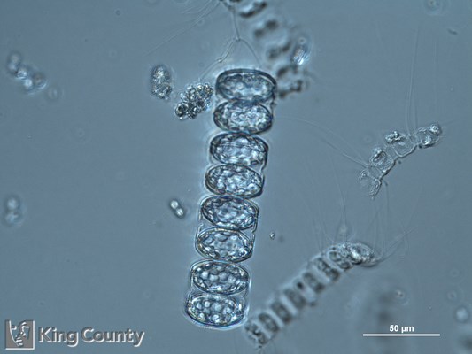 Photo of Melosira moniliformis